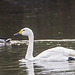 Whooper swan