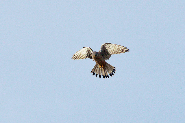 Kestrel