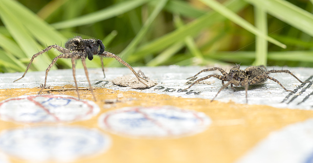 courting spiders 2