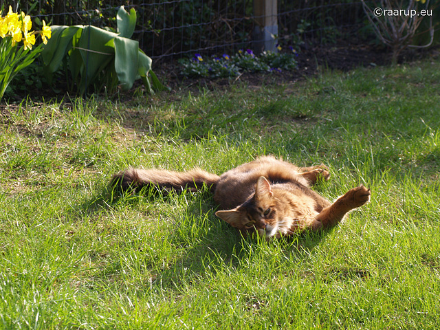 Rags rolling in the grass