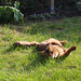 Rags rolling in the grass