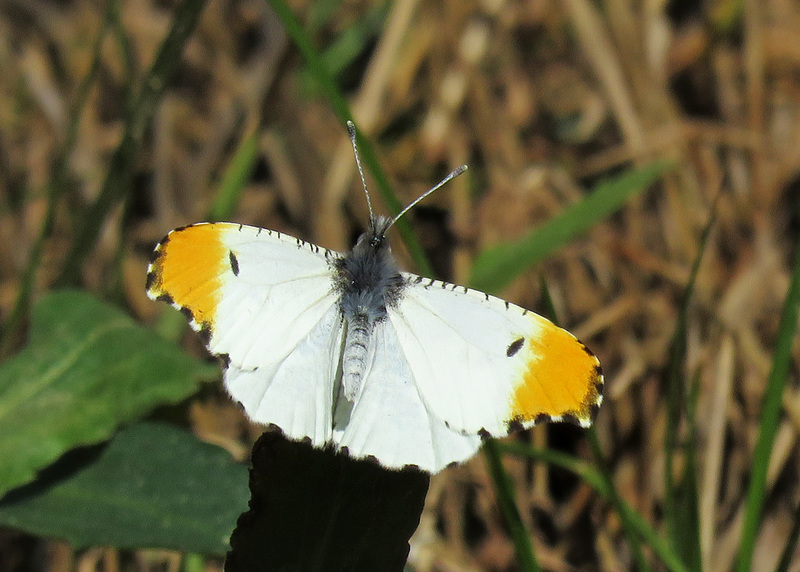 Falcate Orangetip