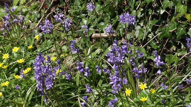 Celandines and bluebells - lovely colours