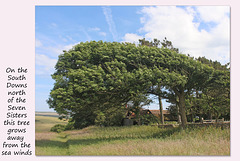 Wind-swept tree - Friston - 27.6.2016