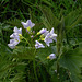 20170419 0510CPw [D~LIP]  Wiesen-Schaumkraut (Cardamine pratensis), UWZ, Bad Salzuflen