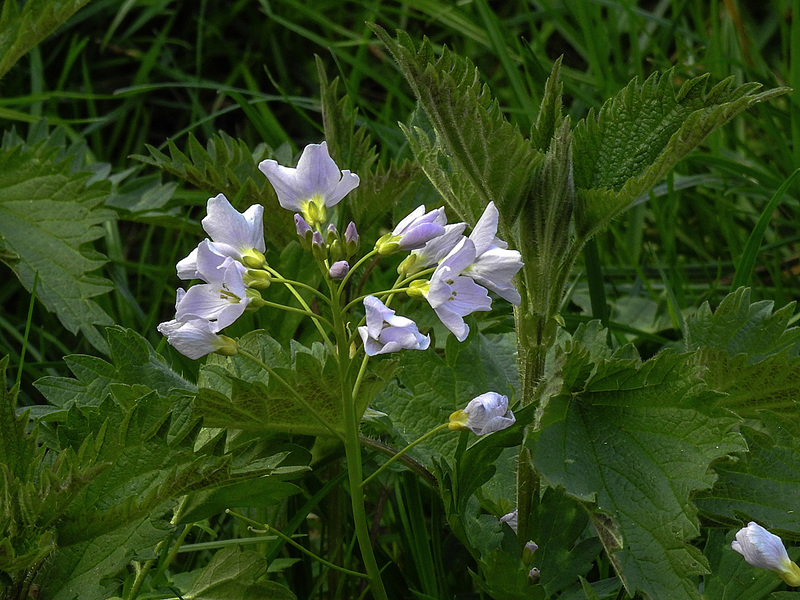20170419 0510CPw [D~LIP]  Wiesen-Schaumkraut (Cardamine pratensis), UWZ, Bad Salzuflen
