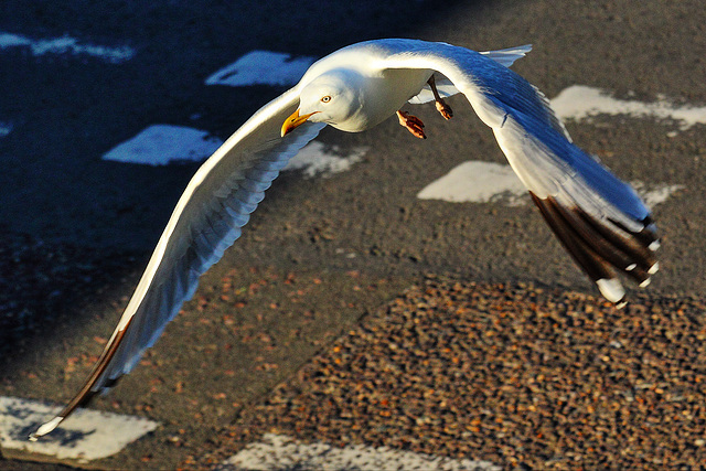 EOS 60D Unknown 19 47 32 0895 Gull dpp hdr