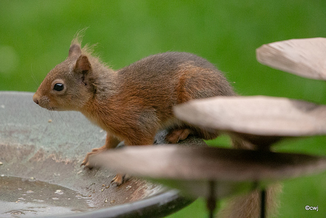 Young red squirrel exploring the world this morning.