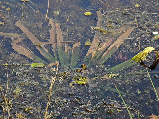 20180419 3965CPw [D~LIP] Wasserfrosch, Krebsschere (Stratiotes aloides), UWZ, Bad Salzuflen