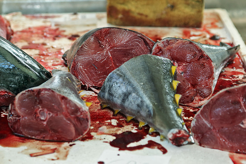 Funchal - Mercado dos Lavradores (05) - Thunfisch
