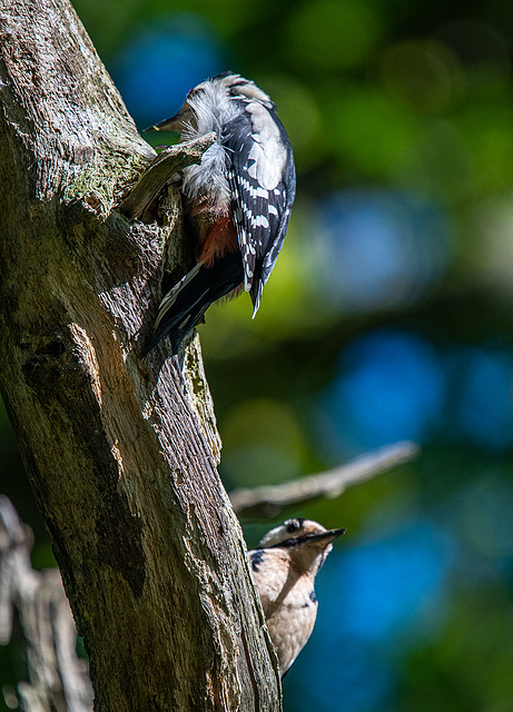 Great spotted woodpeckers