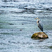 Heron2