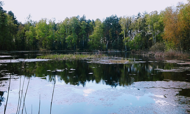 Kleiner Weiher im Wald