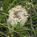 Old Man's Beard Clematis Vitalba Beachy Head 19 8 2021