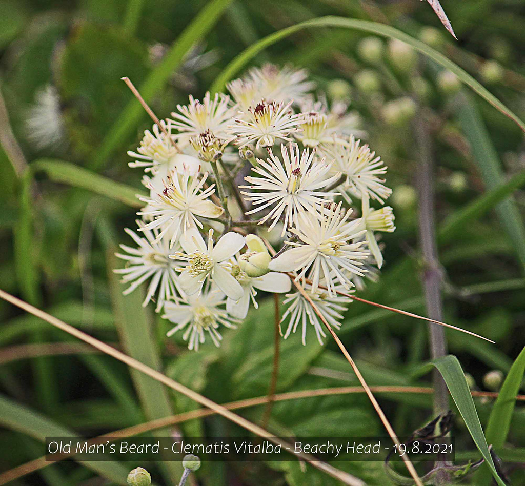 Old Man's Beard Clematis Vitalba Beachy Head 19 8 2021