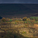 Shire Hill quarry from Moorfield