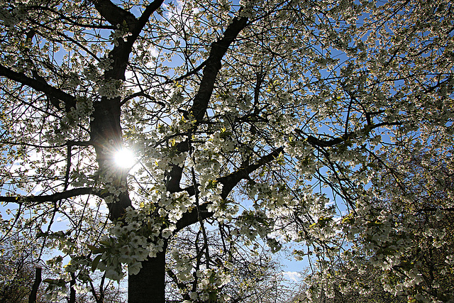 Die Sonne im Kirschbaum