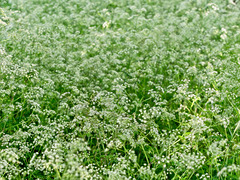 Clouds of Cow Parsley