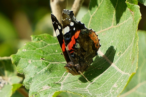 Admiral auf Pappelblatt