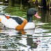 Shelduck