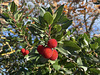 Fruits in wintertime.