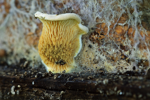 Curieux champignons! Curieux champignons!
