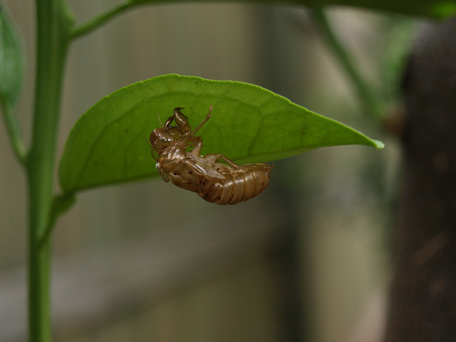 CicadaShell1114 91