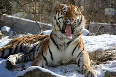 Au Parc zoologique de Saint-Martin la Plaine