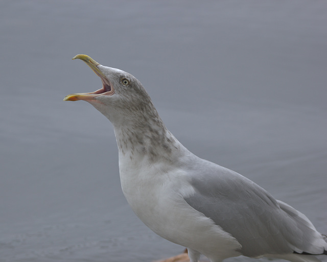 IMG 9951pigeonkillinggull