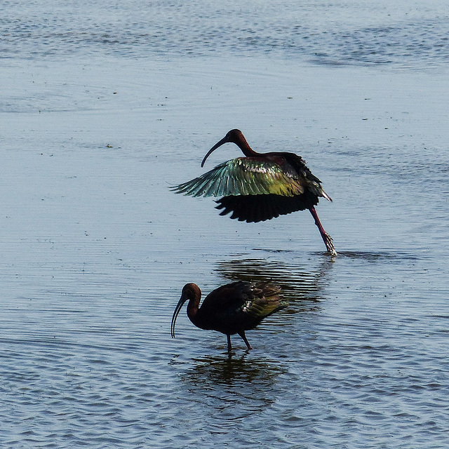 Ibis iridescence