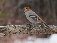 Pine Grosbeak / Pinicola enucleator