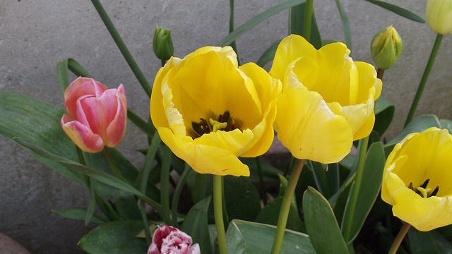 The yellow tulips just opened yesterday