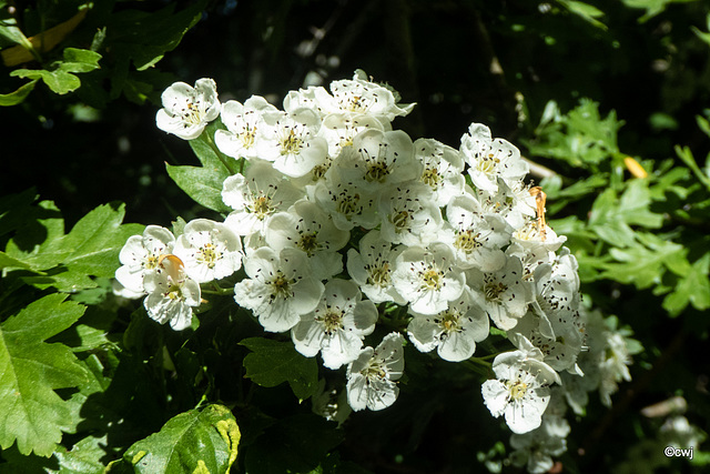 Hawthorn Blossom