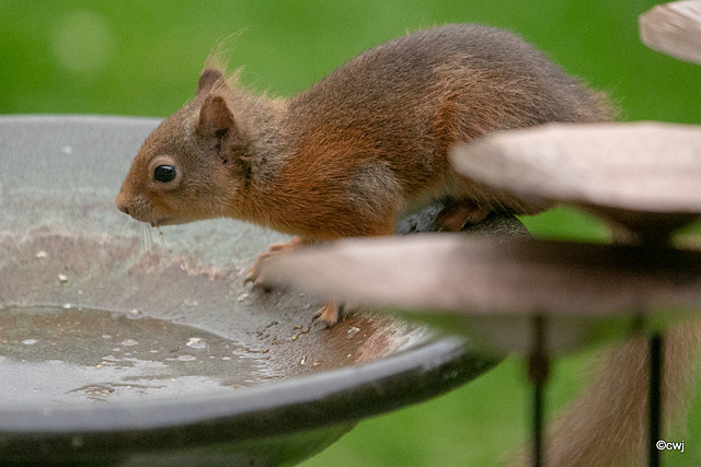 Young red squirrel exploring the world this morning.