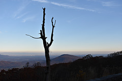 Ghost Tree