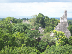 Ruïnes maies de Tikal-Guatemala