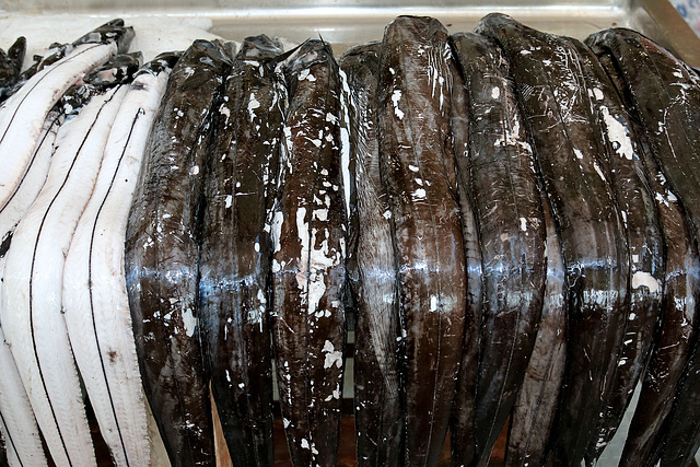 Funchal - Mercado dos Lavradores (06) - Schwarzer Degenfisch (03)