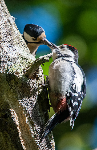 Great spotted woodpecker feeding its youngster