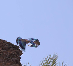 LR-1040428 Indian Rollers