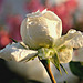 Regenperlen auf Rosenblätter