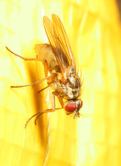 IMG 4702Fly