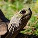 De Hoop-Südafrika Portrait Riesenschildkröte