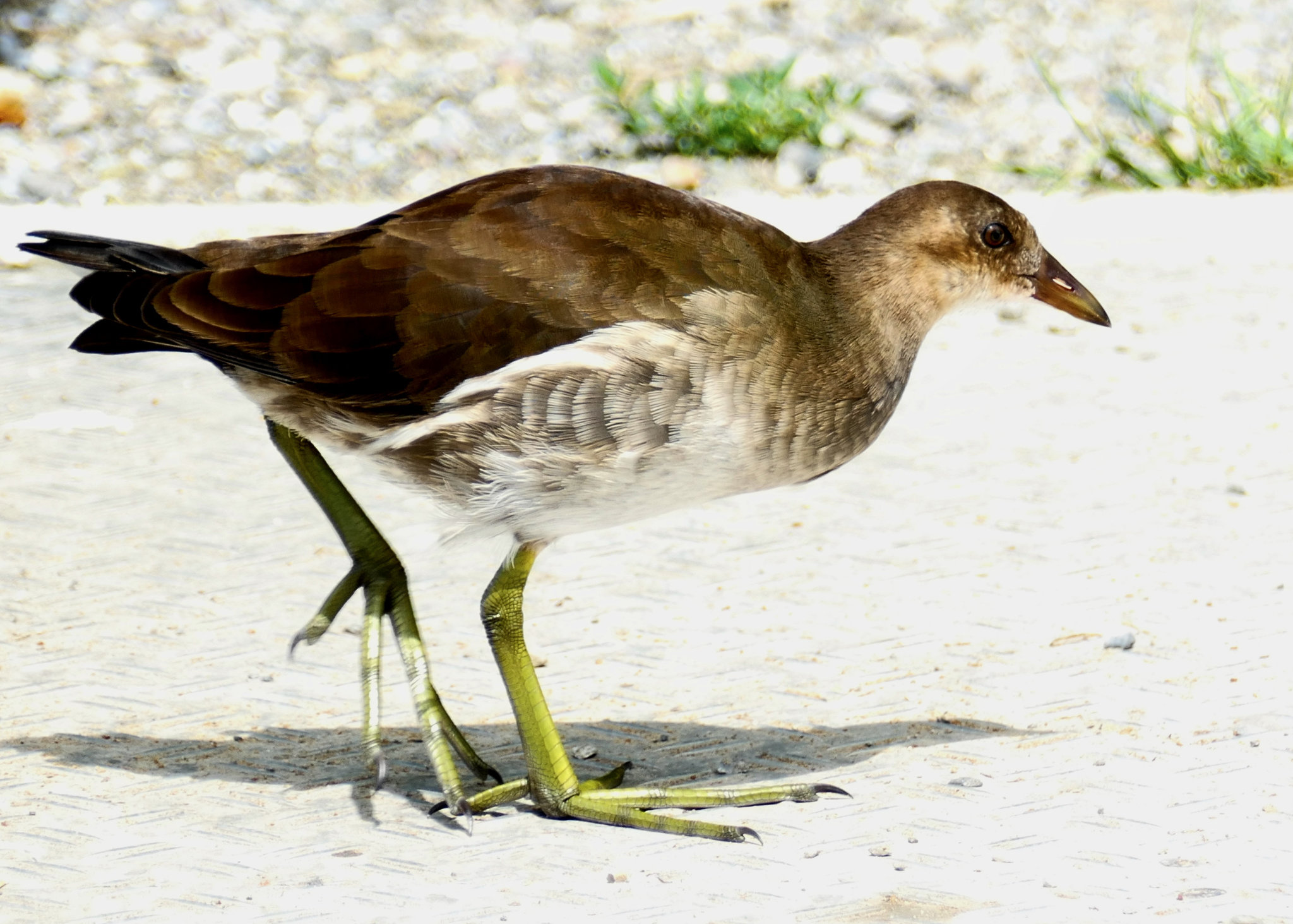 junges Teichhuhn