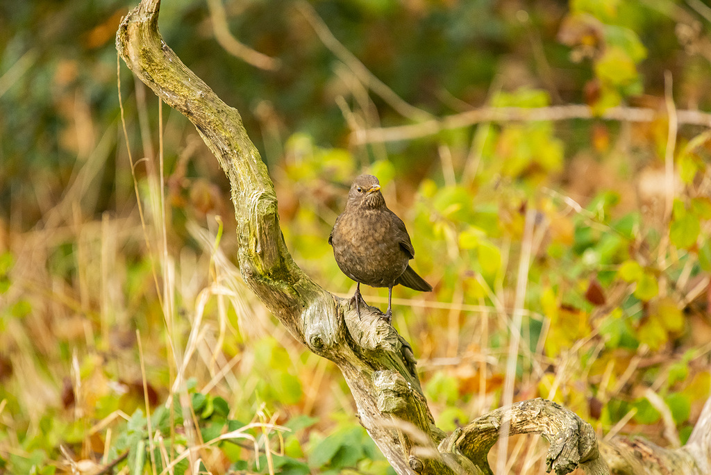 Blackbird