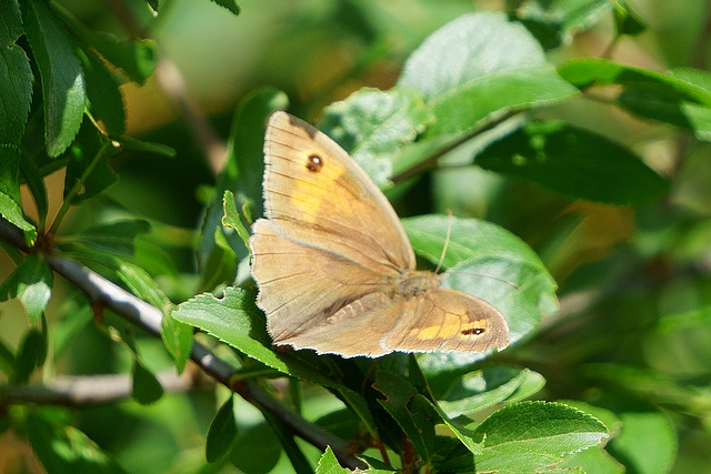 Großes Ochsenauge (dorsal)