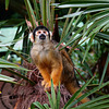 Squirrel Monkey