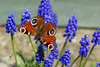 Peacock Butterfly on Grape Hyacinth (1)