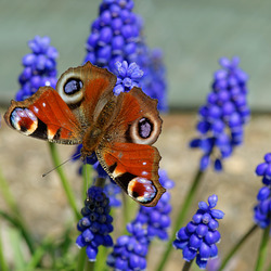 Peacock Butterfly on Grape Hyacinth (1)