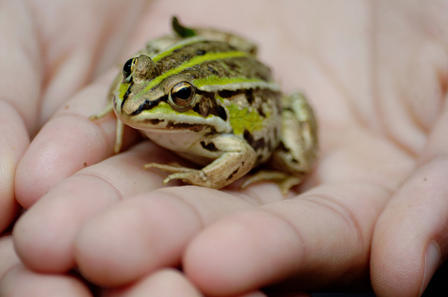 Petite grenouille sur une petite main