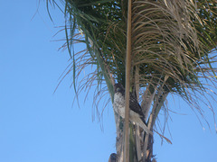 Bird of Prey at Oxnard Airport 1